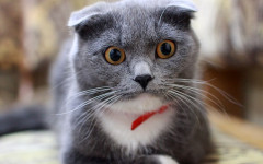 Cat collars: Types and what are they useful for