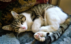 Cat grooming: how to do it and what it involves