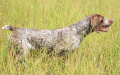 Braco perro: un pecoso de ojos brillantes