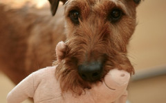 Terrier dogs: which ones are they?