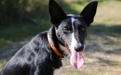 Dog tags: the importance of dog tags for your pet