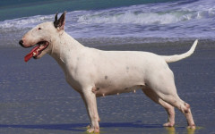 Miniature Bull Terrier: characteristics and personality