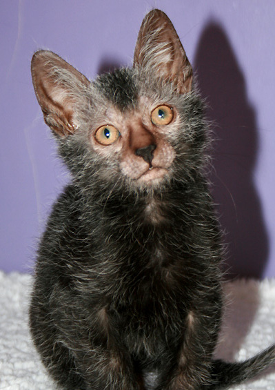The Lykoi, the Werewolf cat