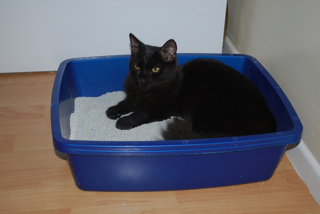 cat litter box
