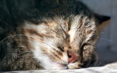 Leopard cat: distribution, ecology and behavior