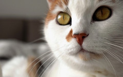 Orijen cat food: a description