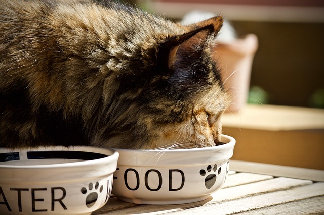 Alimentazione casalinga gatto