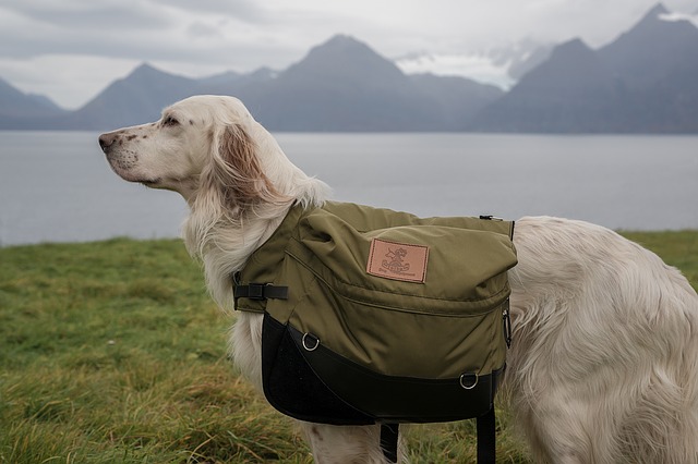 Dog backpack: get the best for your furry friend