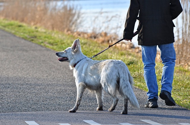 Dog walking: five tips to a better dog walking