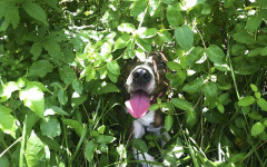 How to find a lost dog