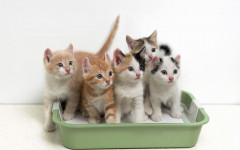 Best Cat Litter: is this really the World's Best Cat Litter?