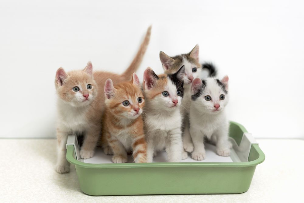 Best Cat Litter: is this really the World's Best Cat Litter?