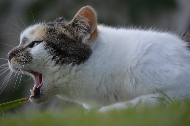 Coughing in Cats: causes, symptoms and treatment