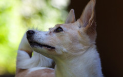 Podenco Canario, carattere e prezzo - Razze cani