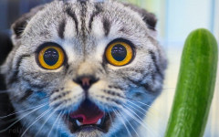 cats hate cucumbers