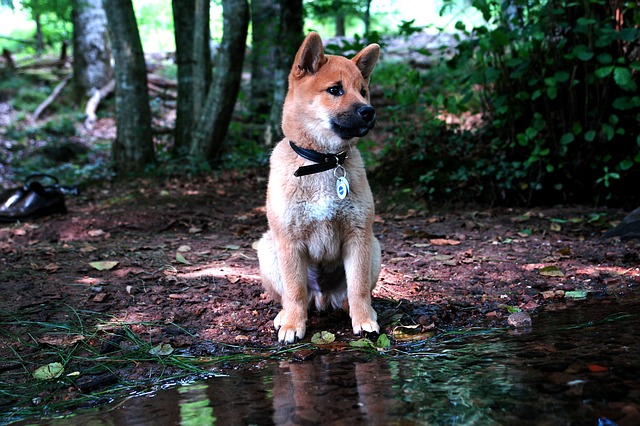 Japanese dog breeds you will love: let's discover six of them