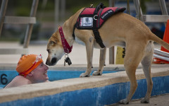 Service dog registration: what is it and how it works