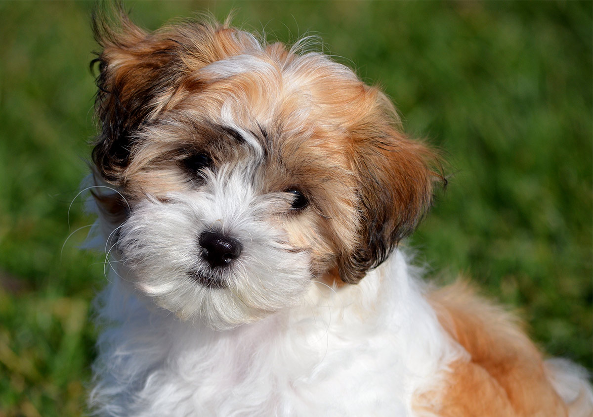 Teddy bear dogs: what you need to know