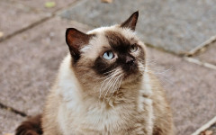 Intestinal obstruction in cats: causes, symptoms and treatment