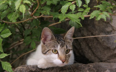 Pancreatitis in Cats: causes, symptoms and treatment