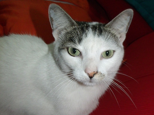 Diaphragmatic hernia in cats: causes, symptoms and treatment