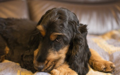 Gastric or intestinal tumor in dogs: causes and treatment