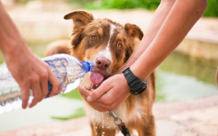 Dehydration in dogs: symptoms, treatment and prevention