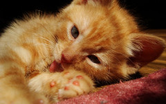 Gastrointestinal ulceration in cats: symptom and treatment