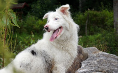 Blood vomit in dogs: What could be causing it?