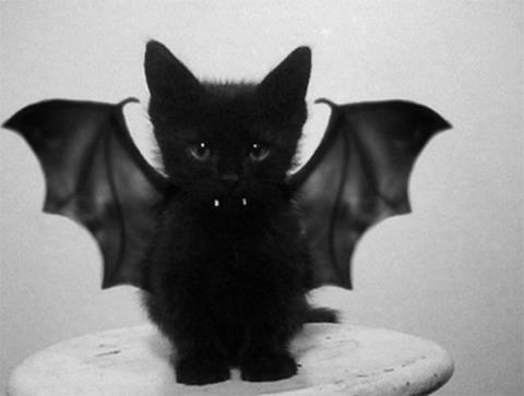 Halloween cat costumes: bored of the Same Thing?