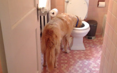 Why do dogs drink from the toilet bowl?