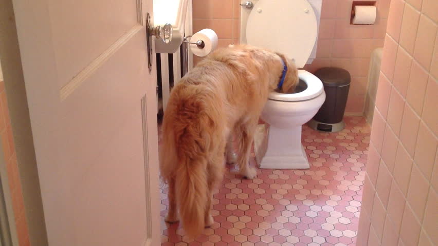 Why do dogs drink from the toilet bowl?