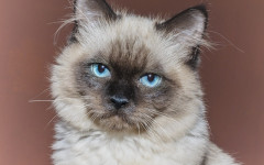 Bronchite nel gatto: come riconoscerla e curarla