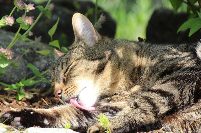 Why do cats lick themselves? When licking is a problem