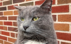 Cat is stressed: How to know if a cat is stressed