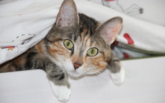 What are some strange things cats eat?