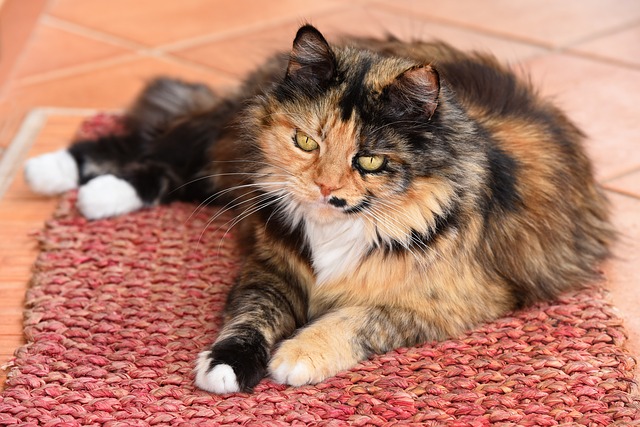 Cats lose their hair: why do cats lose their hair?