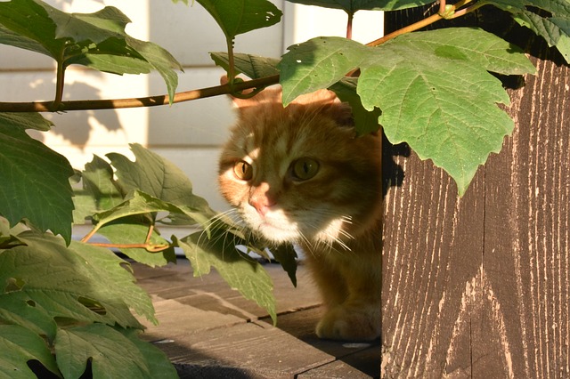 Cat hiding: why is cat hiding? What you need to know