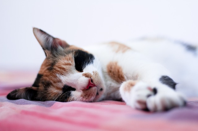 Cat sleeping positions and what do they mean