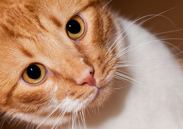 Cat's whiskers: interesting things you did not know