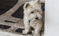 Dog barks when the doorbell rings. What can I do?