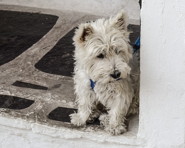 Dog barks when the doorbell rings. What can I do?