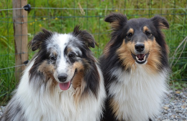 Faithful dogs: which are the most faithful dogs?