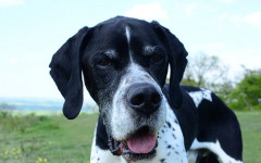 Is your dog dominant or is he submissive?