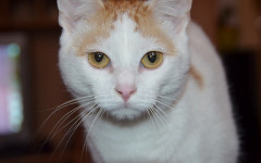 Cat healthy: tips for Keeping your cat healthy and happy