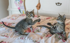 How to Play with your Cat