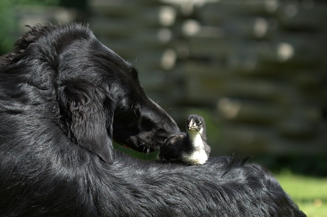 Dogs adopt other animals: why would they do that?