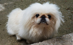 Can dogs get headaches? How can I tell?