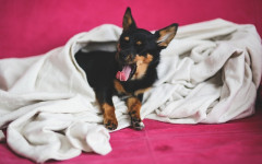 Why do dogs yawn? Possibly a signal of stress
