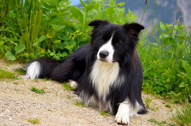 Quietest dog breeds: the top 10 quietest dog breeds